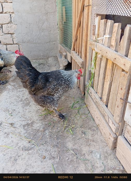 Uy tovuq va xoʻroz sotiladi