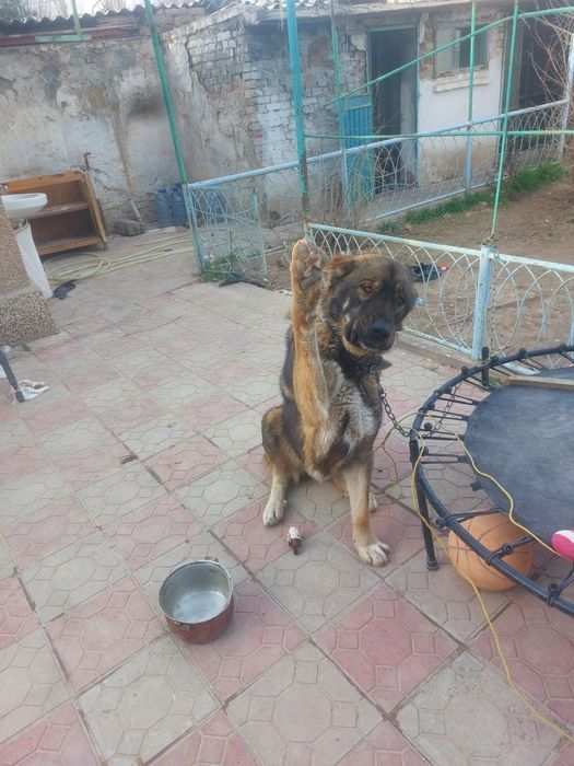 Алабай тоза парода