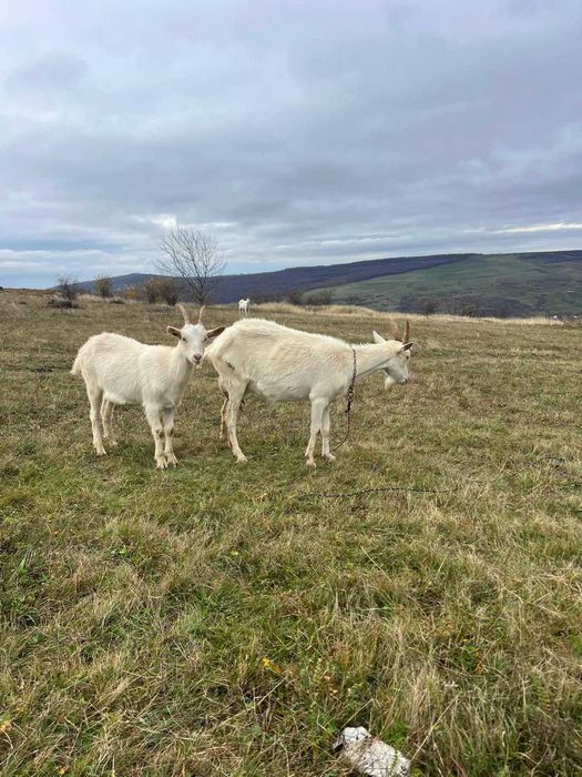 Vânzare capre Pistru Farm Deleni