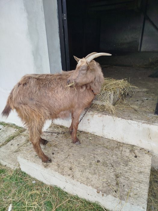 Vând capră la prima fătare cu iadă de ținut