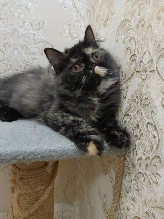 Персидский экзот котёнок  1 mln