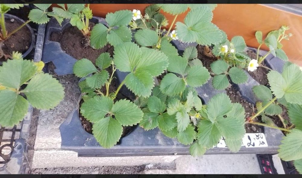 Ягоди за расад в саксия и корен.