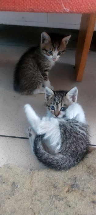 Отдам котят в хорошие руки