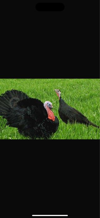 В продаже индюшиное яйцо биг 6