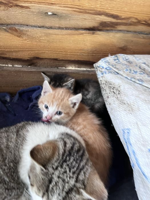 Котята отдам в добрые руки