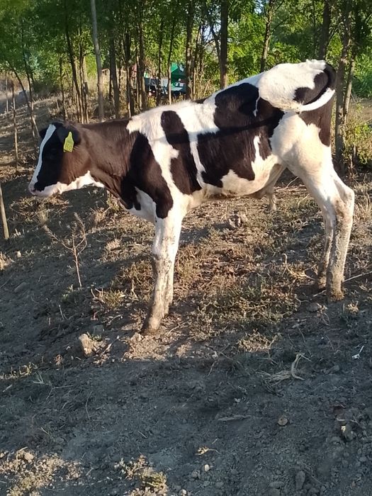 Vitei de vanzare