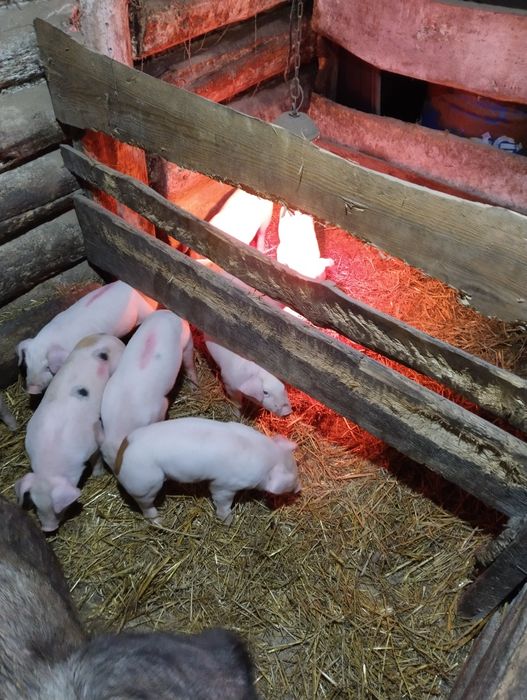 Продажа поросят .