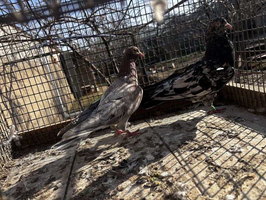 Голуби бакинц самка самец пара