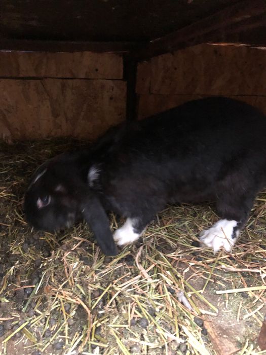 Iepurasi diferite varstre