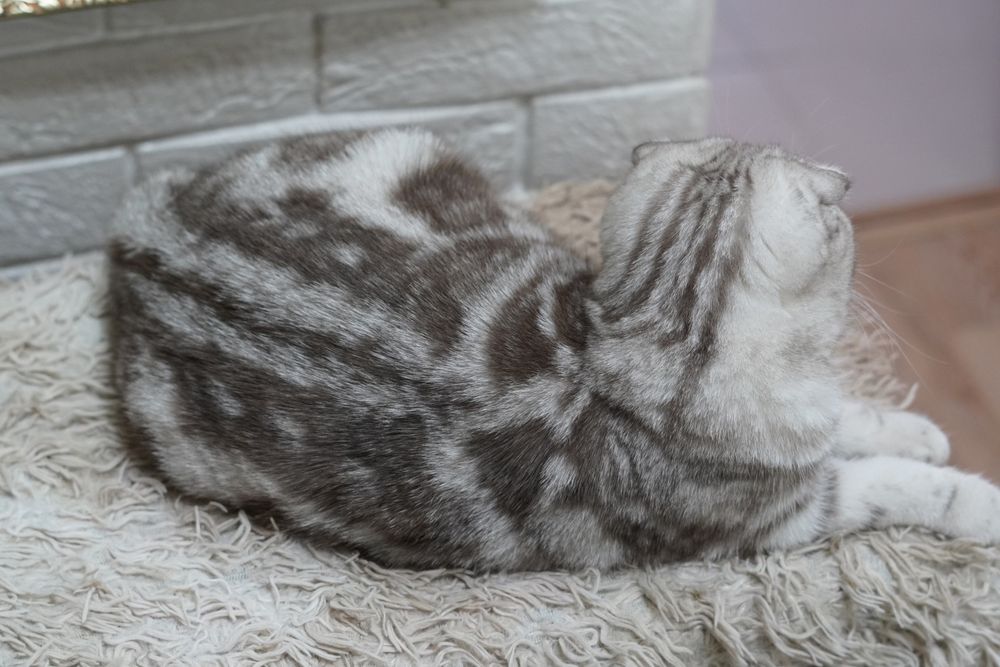 Вислоухая шотландская кошка