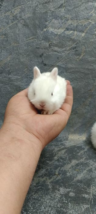 Декоративные карликовый кролики