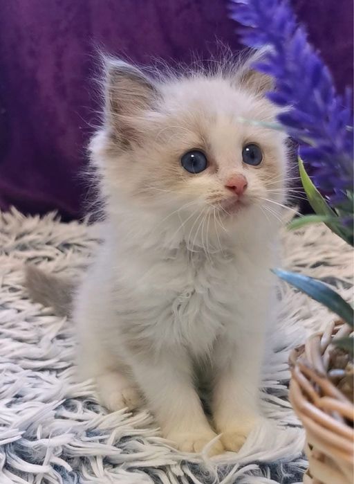 Ragdoll  cu pedigree