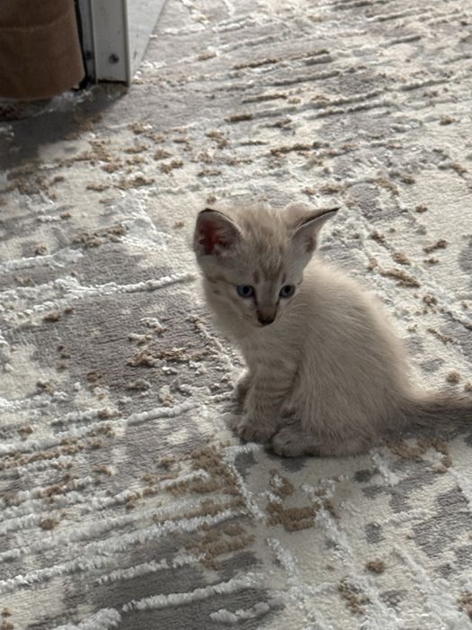 Ищем хозяина для котят