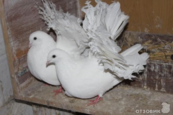 Продам белых павлинов !