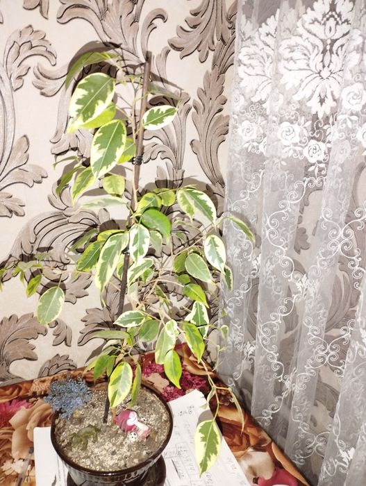 Фикусы и молочай крупноцветковый