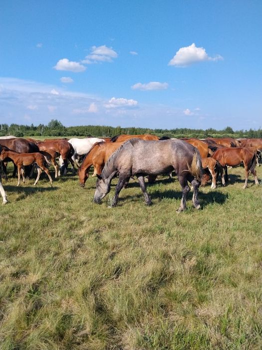 Продам кобылу 4 летка полутяжеловес