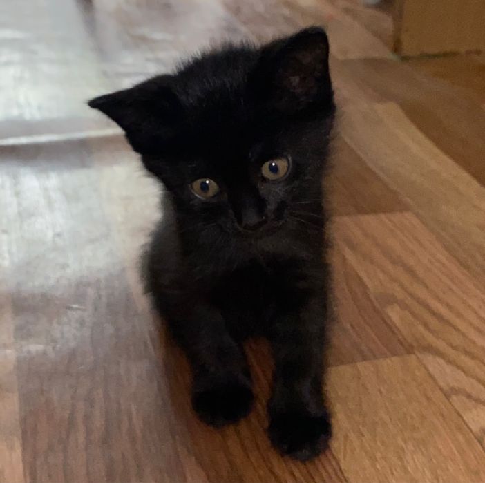 Котенки мальчики в добрые любящие руки