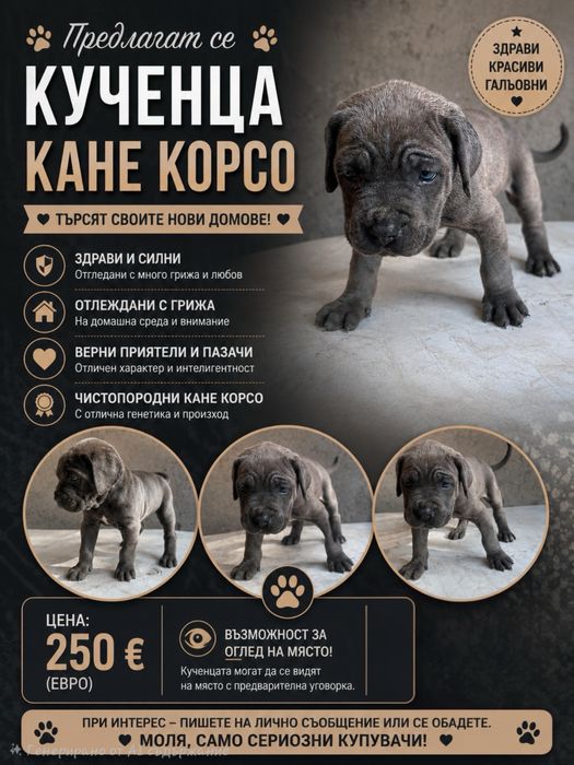 Кане Корсо Бебета