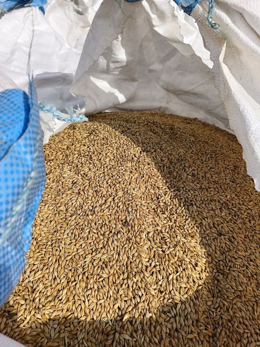 Продам ячмень в биг бегах