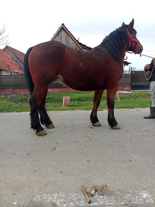 O iapa mare de vanzare are si mănza ardeneza da se vinde separat