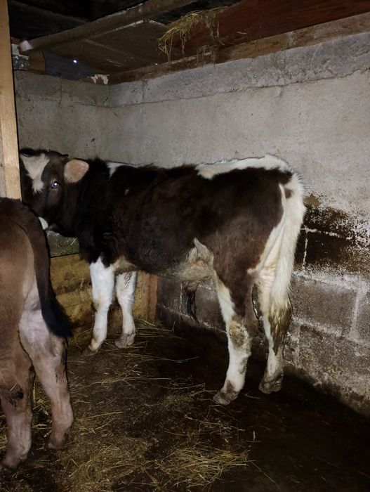 Vițel de 6 luni  de vânzare ,preț negociabil