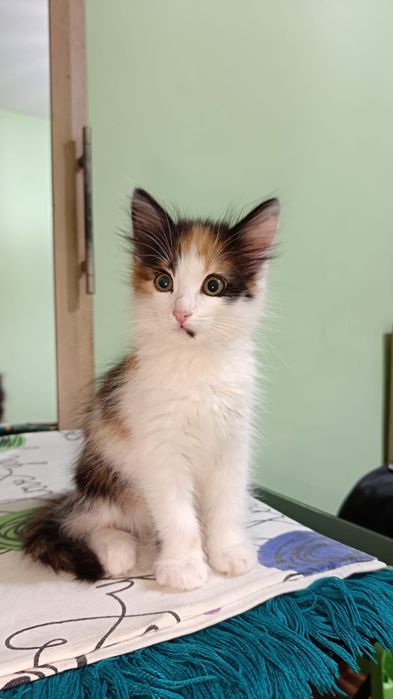 Котенок  девочка