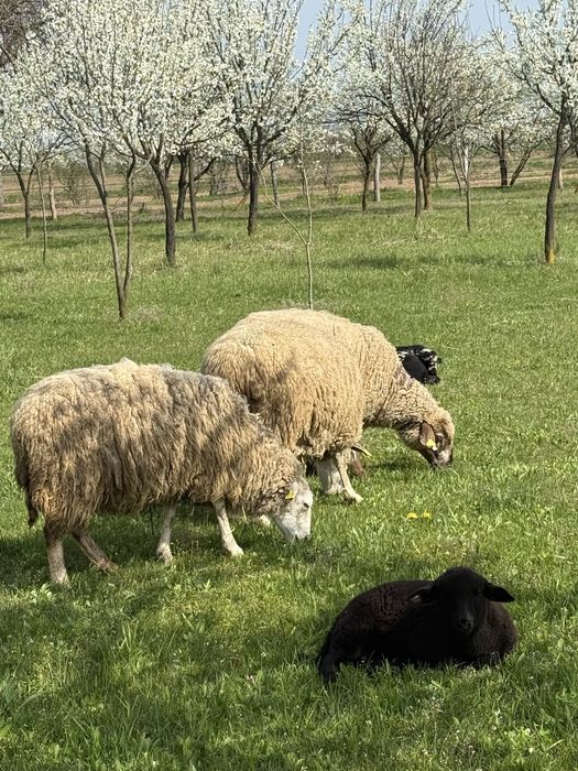 Vand oi texane cu miei langa ele