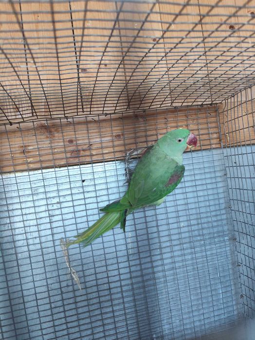 Micul și Marele Alexandru