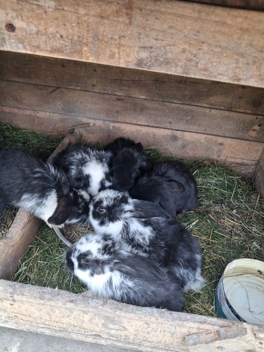 Iepurasi berbec german