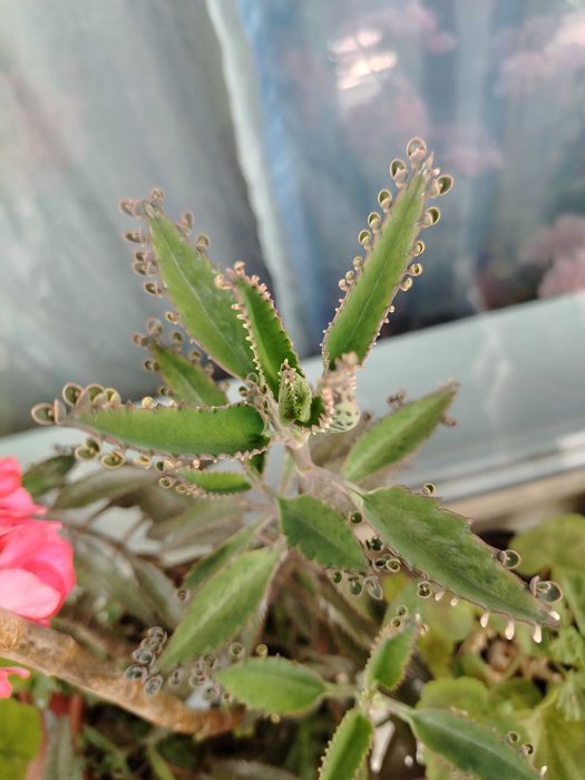 Саксийни цветя различни видове