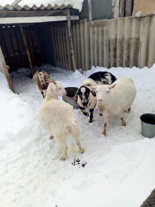 Продам коз. Четыре козы на продаже