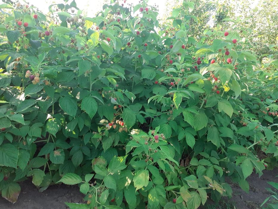 Vând butasi arbusti