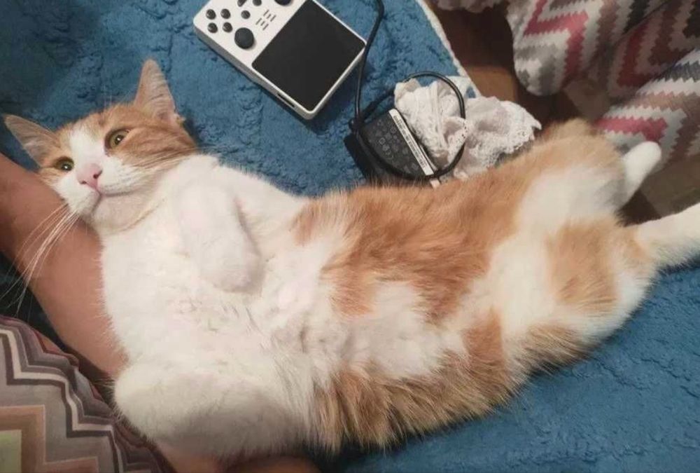 Отдам кошку в добрые руки!!!