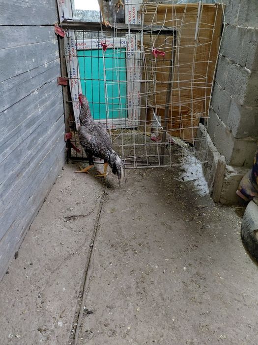 Дакан продам продам