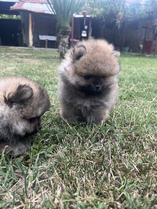 Продавам бебета пумерон