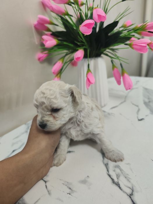 Toy pudel,Maltipu bolalari sotiladi