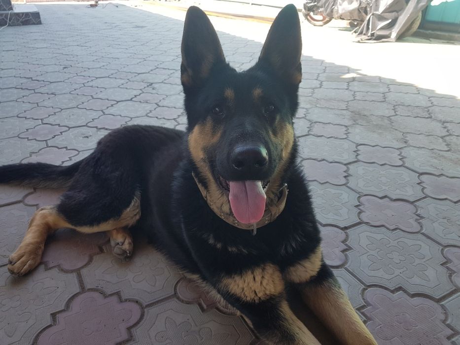 Отдам в хорошие руки