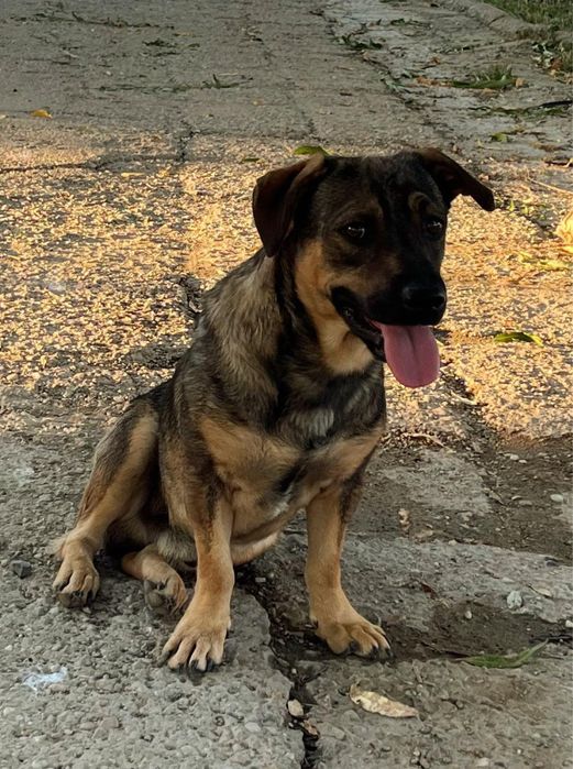 Metis ciobanesc german pitic pui