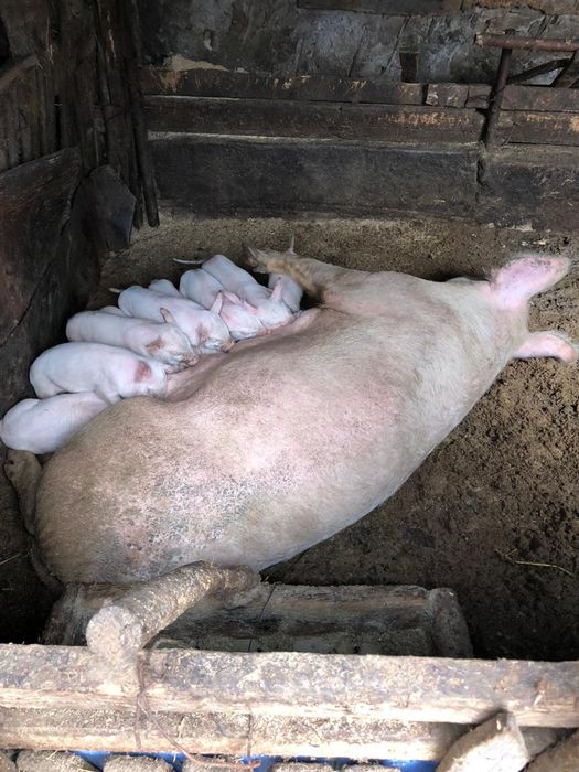 Продам поросят месячных