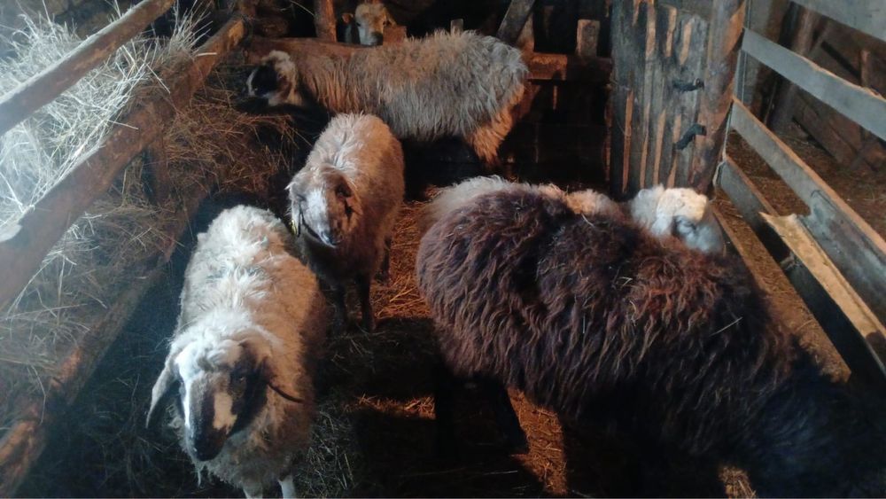 Семіз қойлар, серкелер сатылады