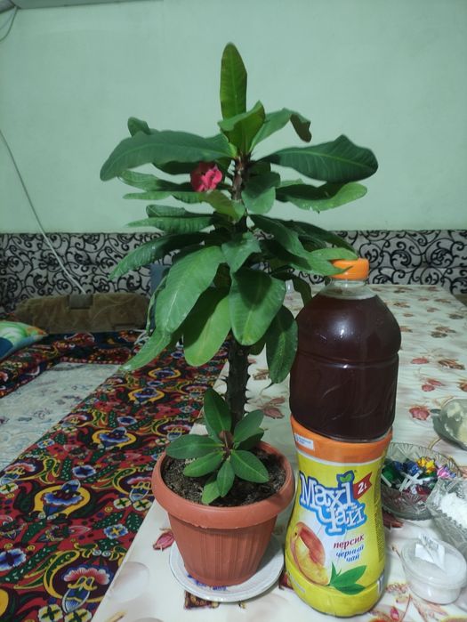 Ухоженные комнатные растения