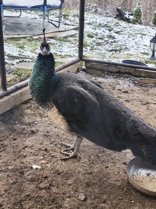 Пауни излюпени 2025