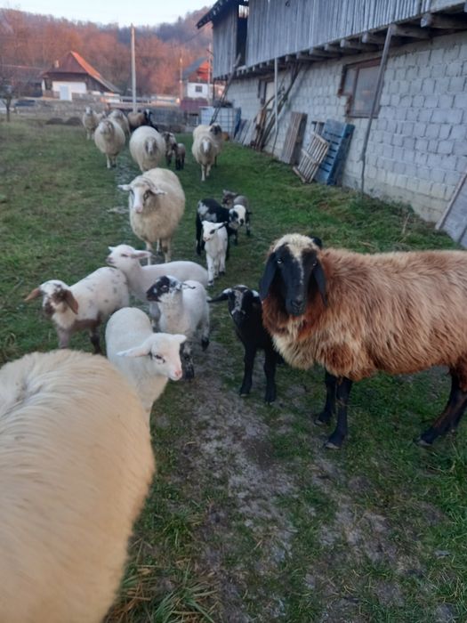 Oi carabase, bergamese