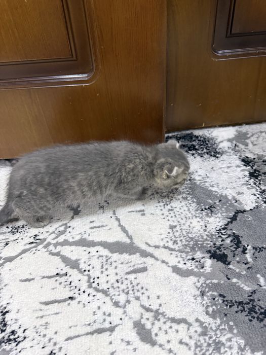Котенок пародии Русско голубой