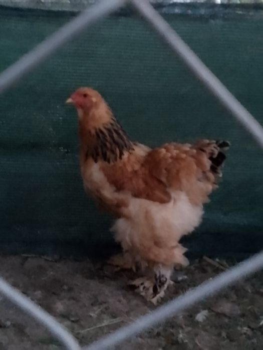 Găină brahma col galben negru!!!