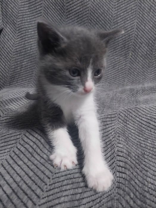 Отдам трех котят