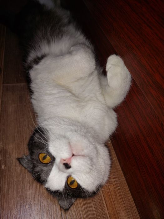 Ищем жениха для Муси 
Возраст — 10 месяцев.
Здоровая, активн