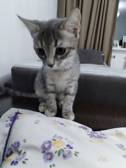 Отдаю котёнка в добрые руки