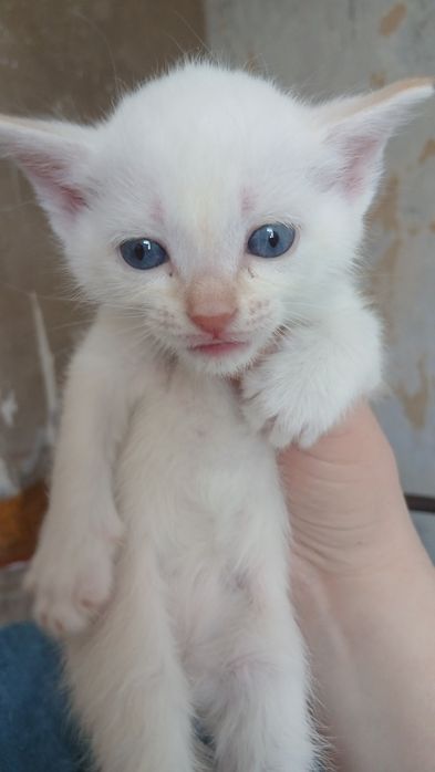 Отдам котят, все девочки