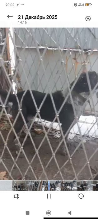 Alabay sotiladi erkek